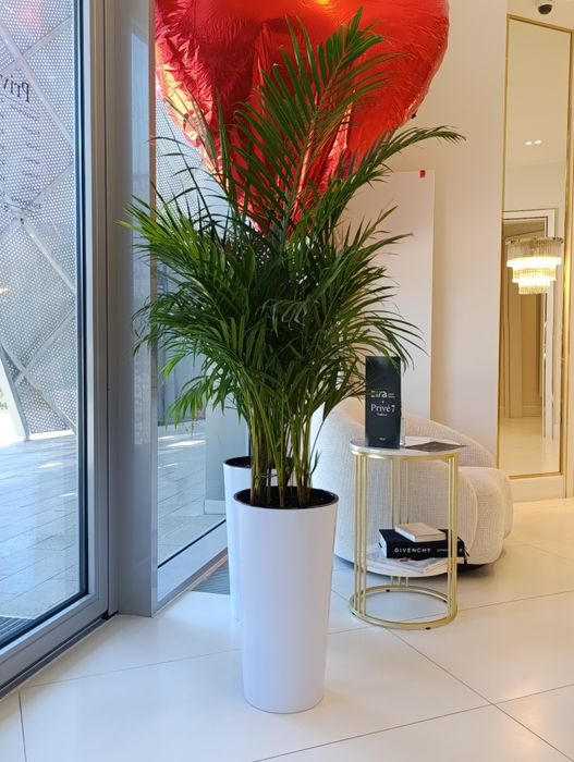 Офисные растения