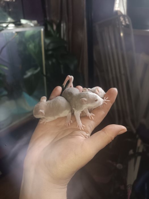 Крысята Даблики ручные