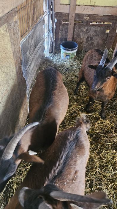 Capre Alpine Franceze cu iezi