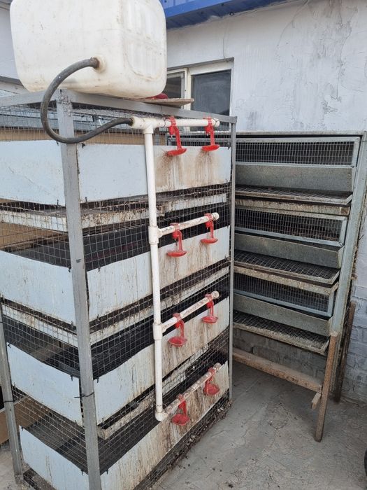 Клетка для перепел перепелов