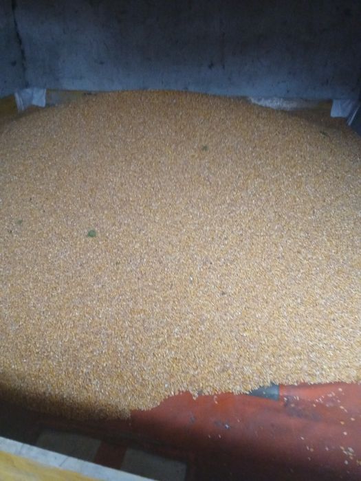 Porumb boabe producție 2025