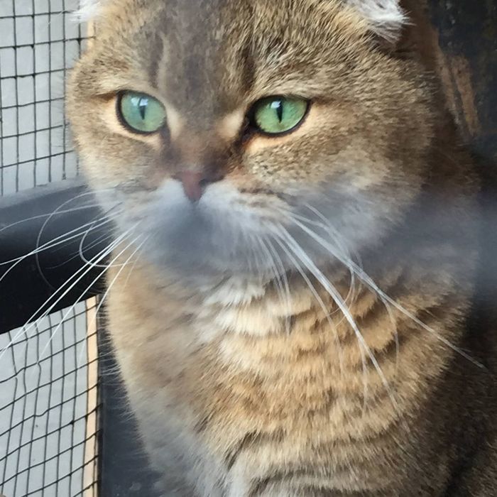 Красивый домашний кот с зелёными глазами