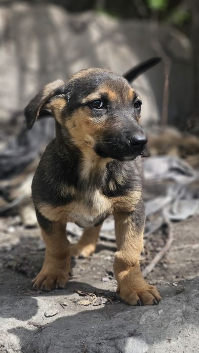 Щенок мальчик ищет дом