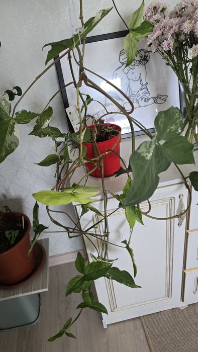 Сигнониум вариегатный,  лиана