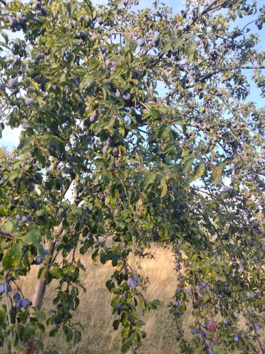 Vand prune.