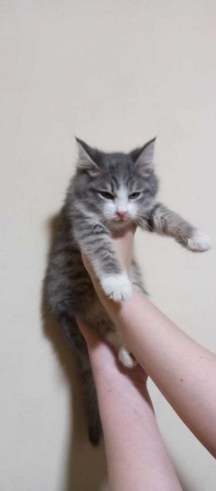 Красивые ласковые котята, 3 месяца