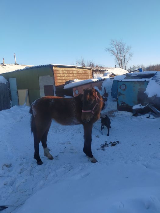 Продам тайчика только с поля