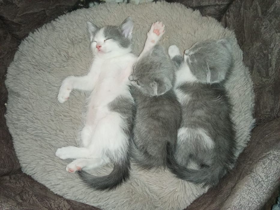 Веслоухая 3 котят