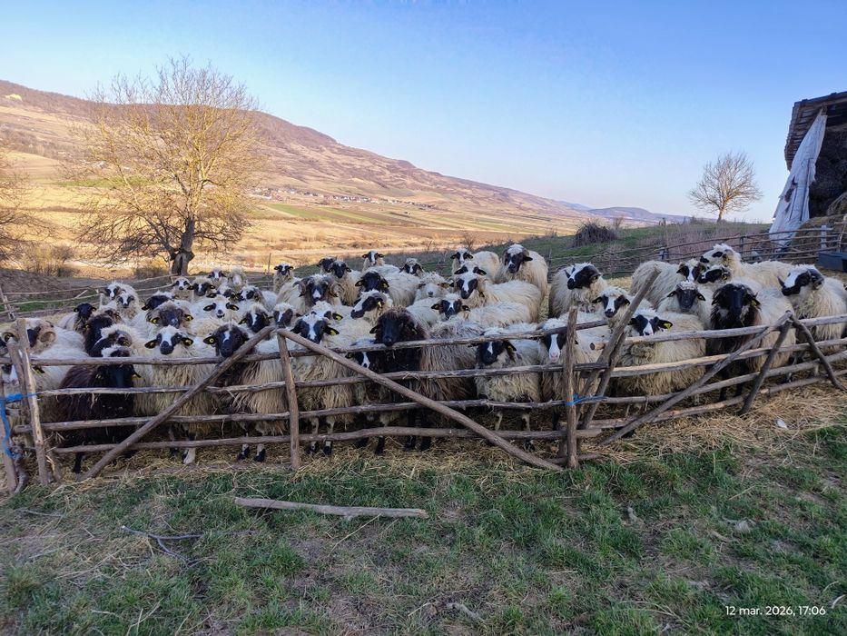 Oi , cârlani 50 bucăți