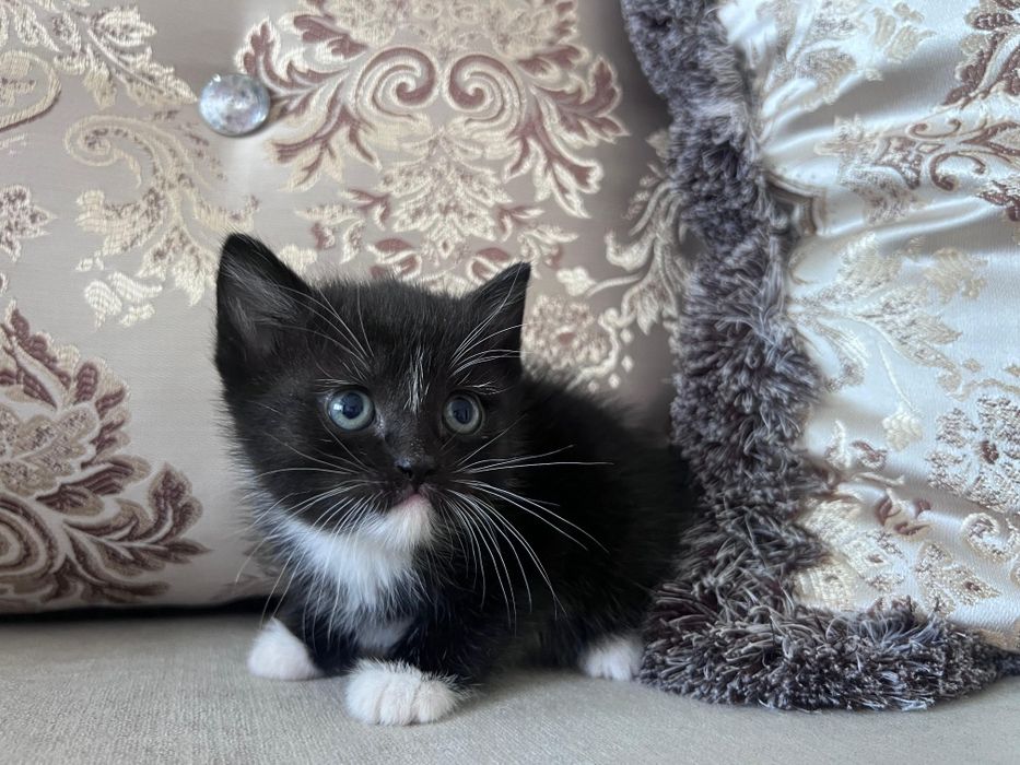 Отдам котят в добрые руки