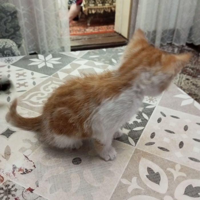 Отдам котика в добрые руки.