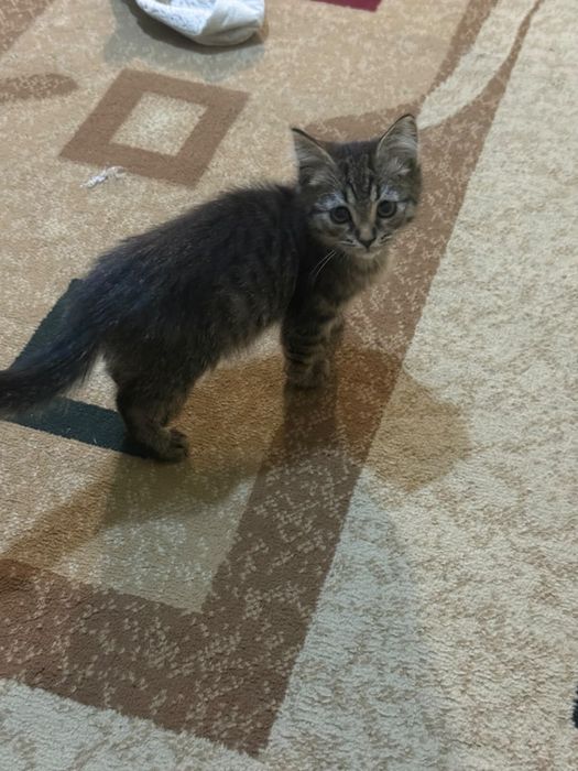 Отдам котика ,бесплатно