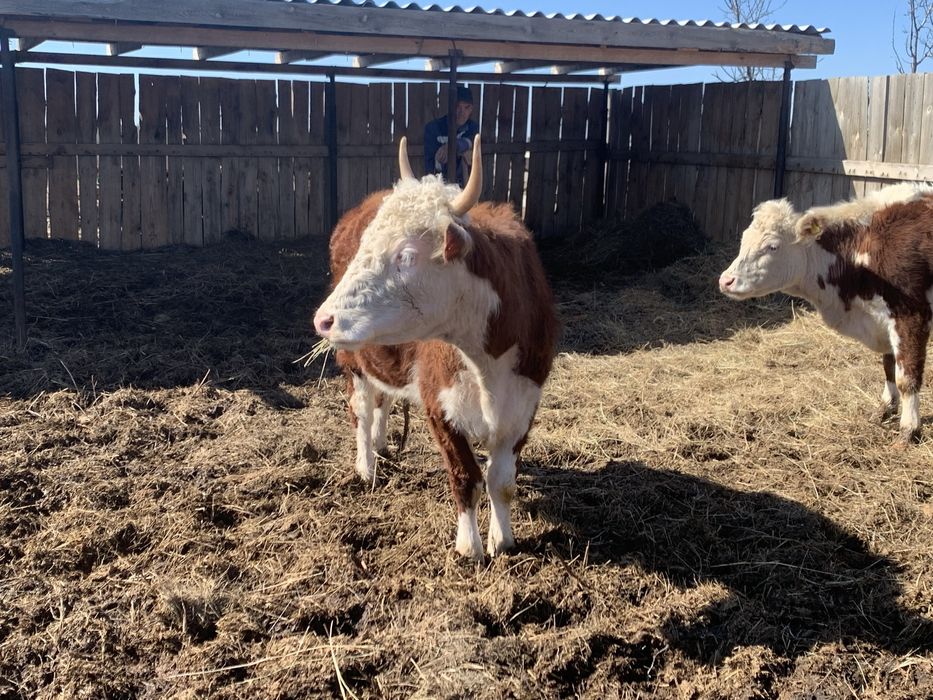 Кашар сатам 3 жаста