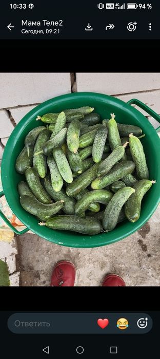 Продам домашние огурцы