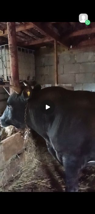 Продам хорошего бычка