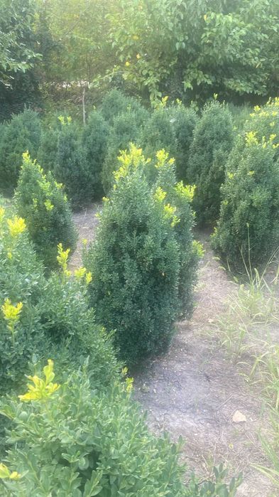Vânzare Arbuști Buxus