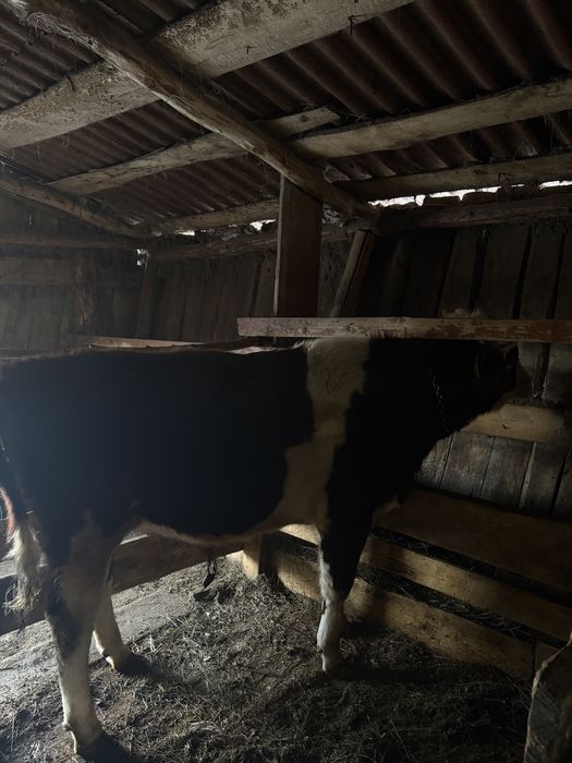 Продам быка год на откорме