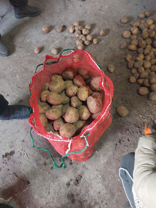 Продаём картошку 200 тг за кг