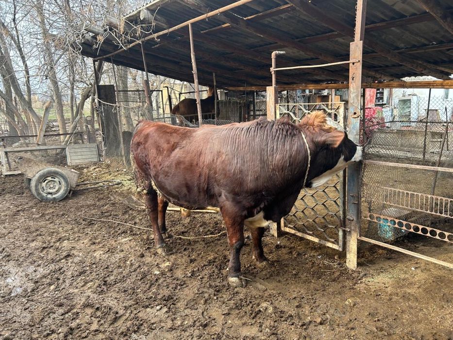 Бұқа сатылады,бордақы.