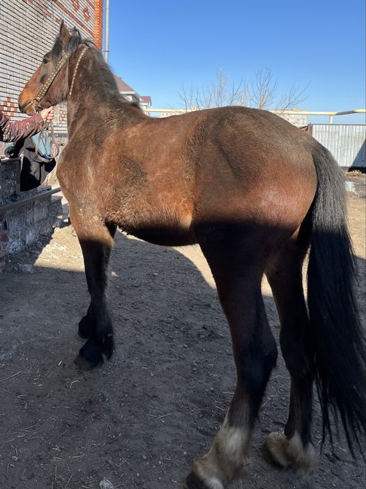 Продам элитного коня