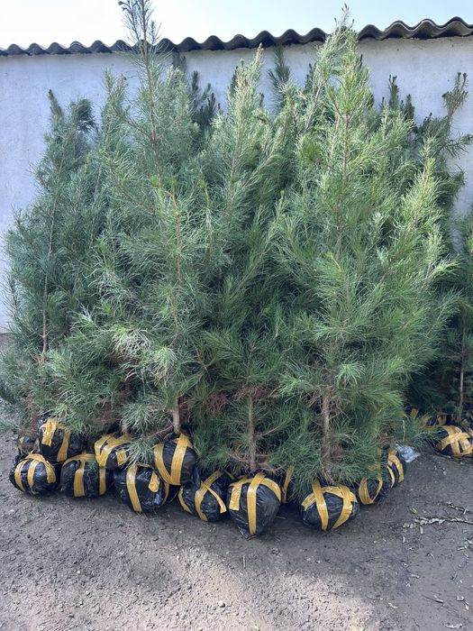 Декоратив растения Каталпа Клён Акация Берёза Лола бор