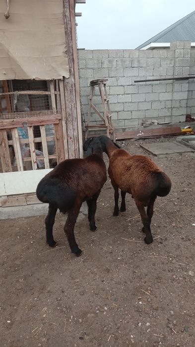 Гиссар қошқар сатылады