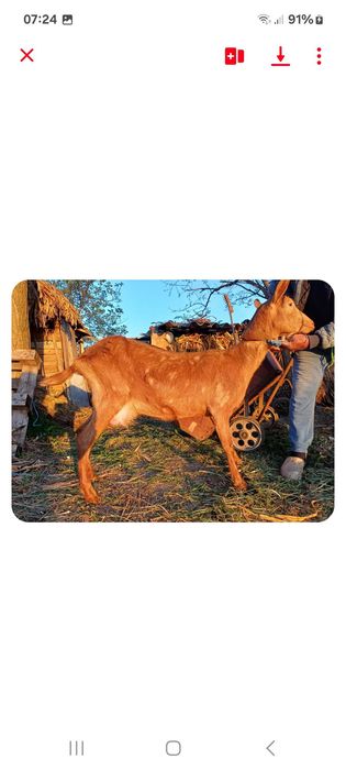 Vând capră cu lapte