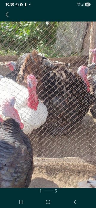 Индюки и индейки домашние