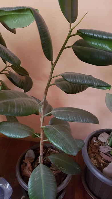 Продам комнатные цветы