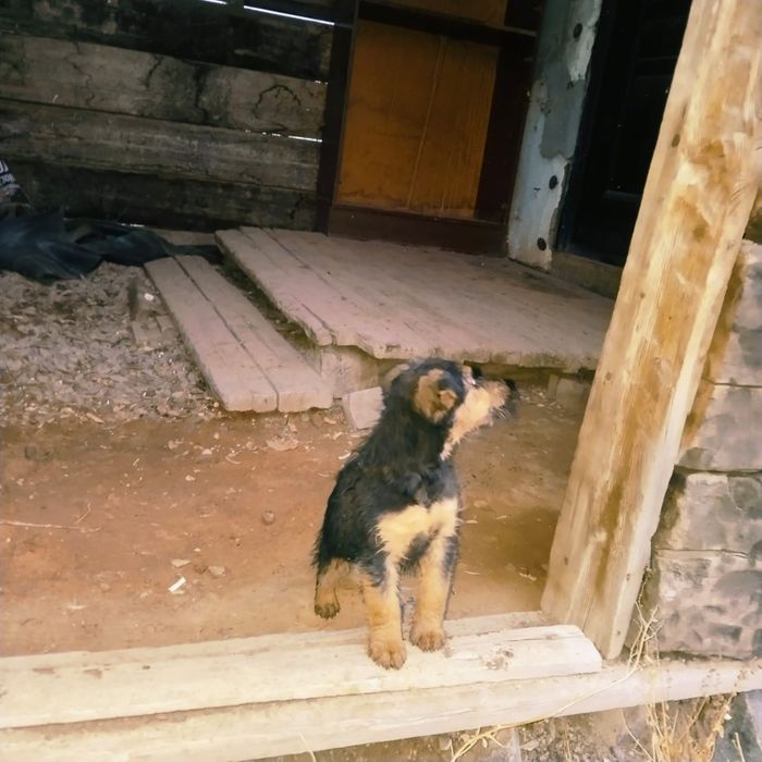 Ягьтерьер , девченка