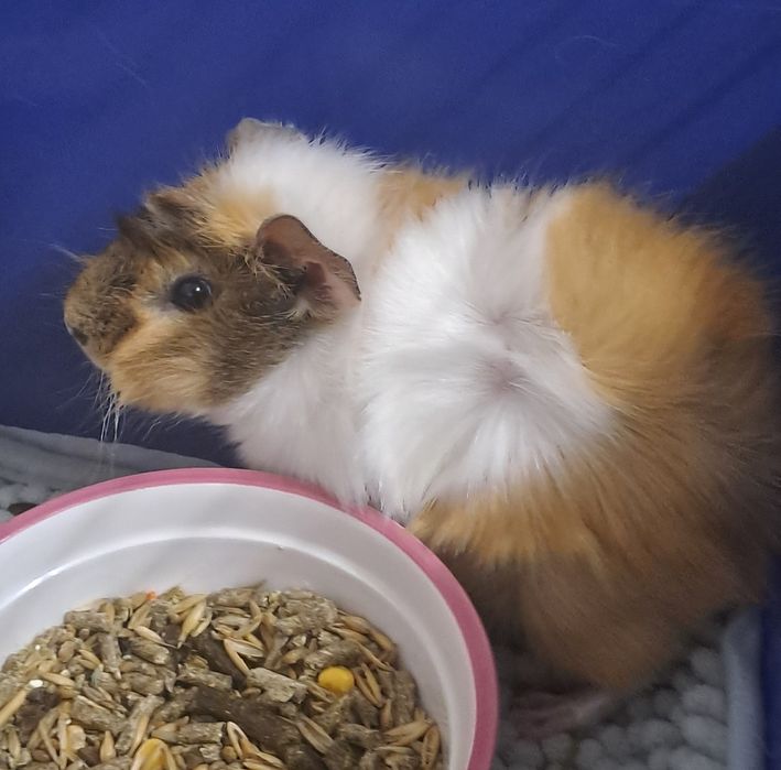 Морские свинки продаются