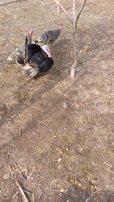 Индюк 2жас семиз