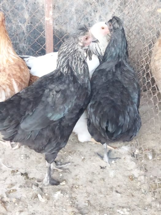 Продам куры домашние