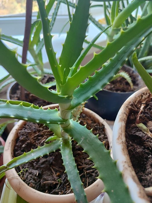 Алоэ -столетник,домашний доктор