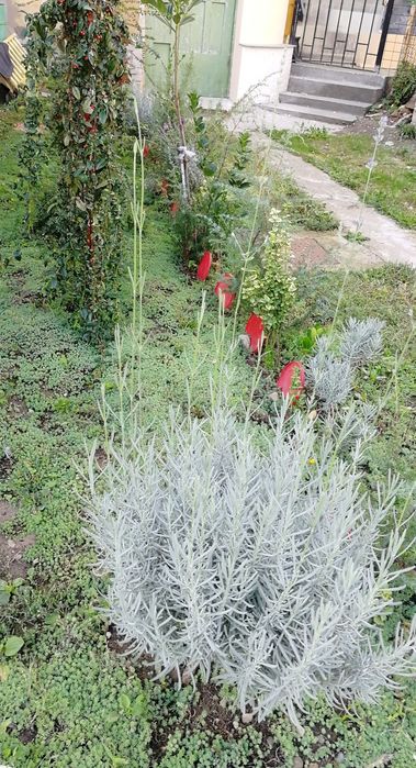Plante ornamentale de grădină, verzi tot anul: lavandă, euonymus, yuca