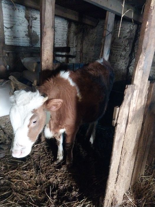 Продам тёлочек..