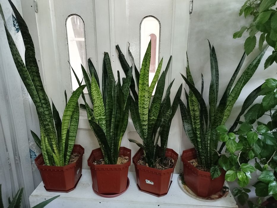 Xonaki va dekorativ gullar.