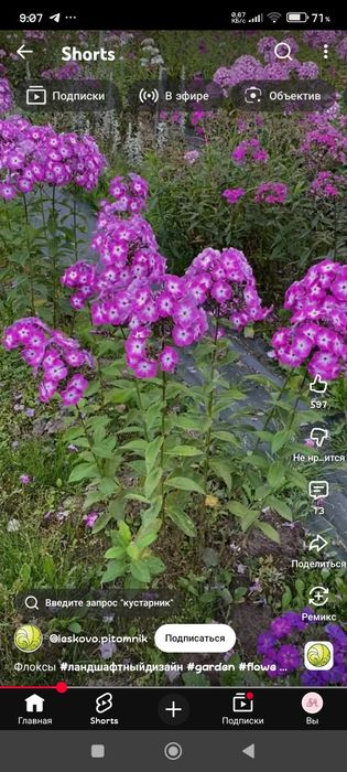 Флоксы и Аквилегия