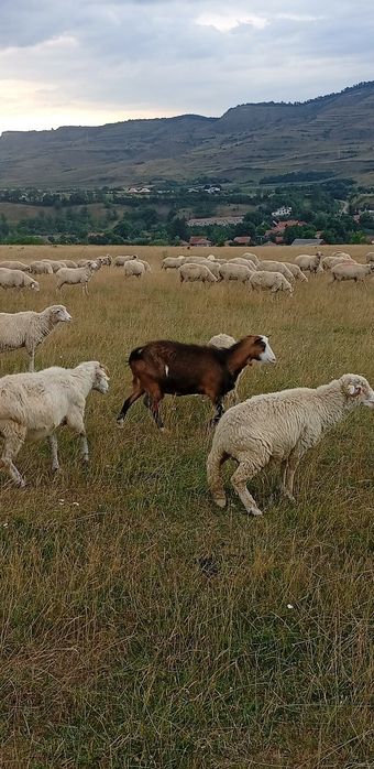 Capră de vânzare!
