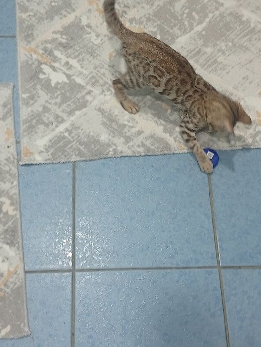Бенгальская чистокровная кошка