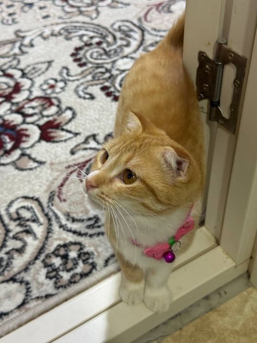 Скотиш котонёк продаётся