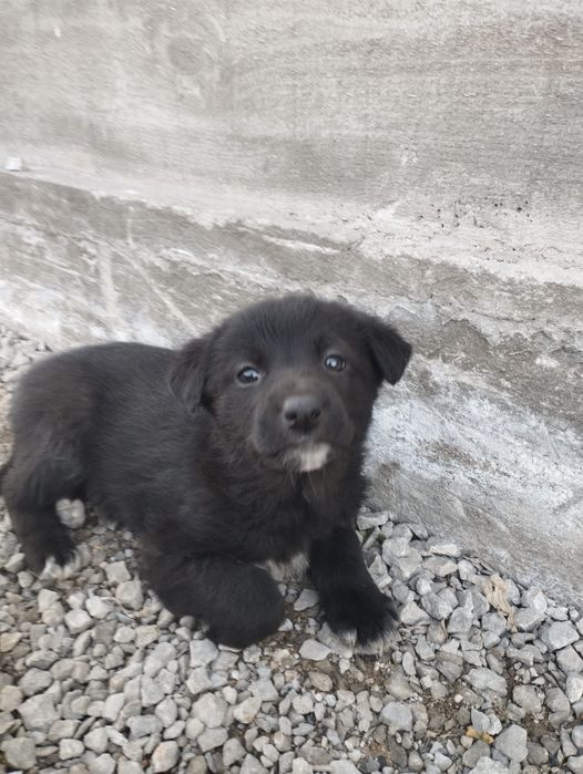 Отдам щенков в дар