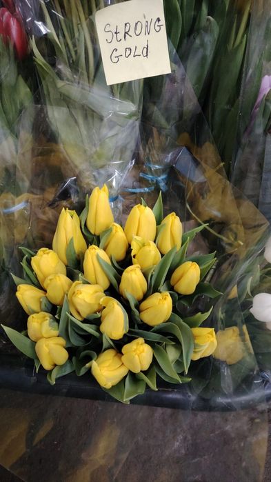 Тюльпаны розница