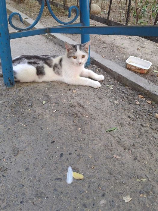 котенок бесплатно