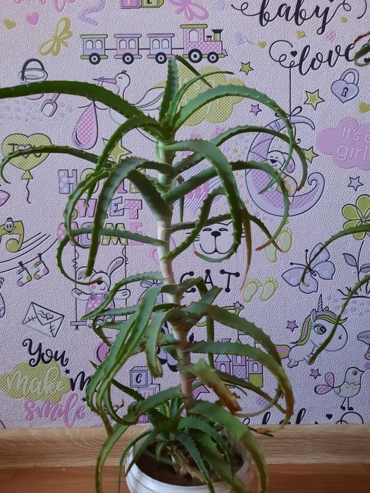 Продам лечебный алоэ