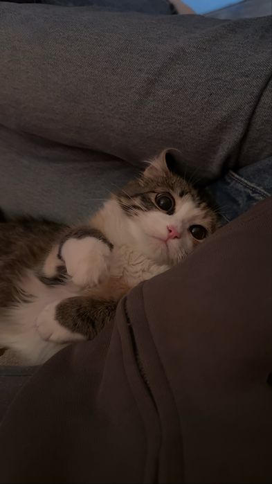 Кошка Бесплатно