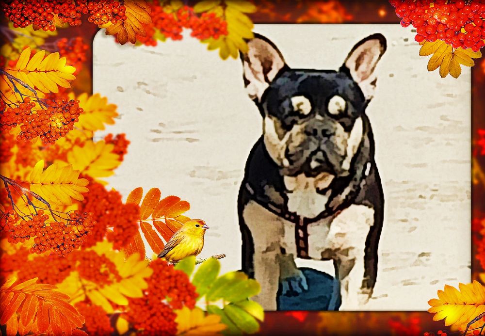 Кобель супер на вязку