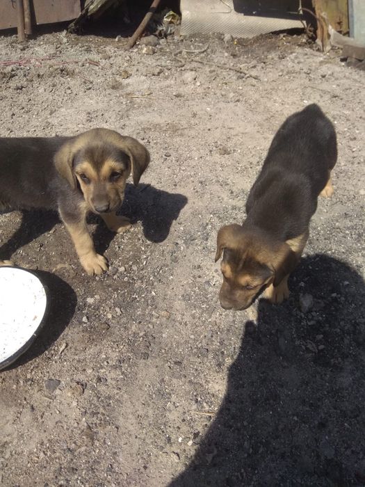 Продом щенков русской гончий