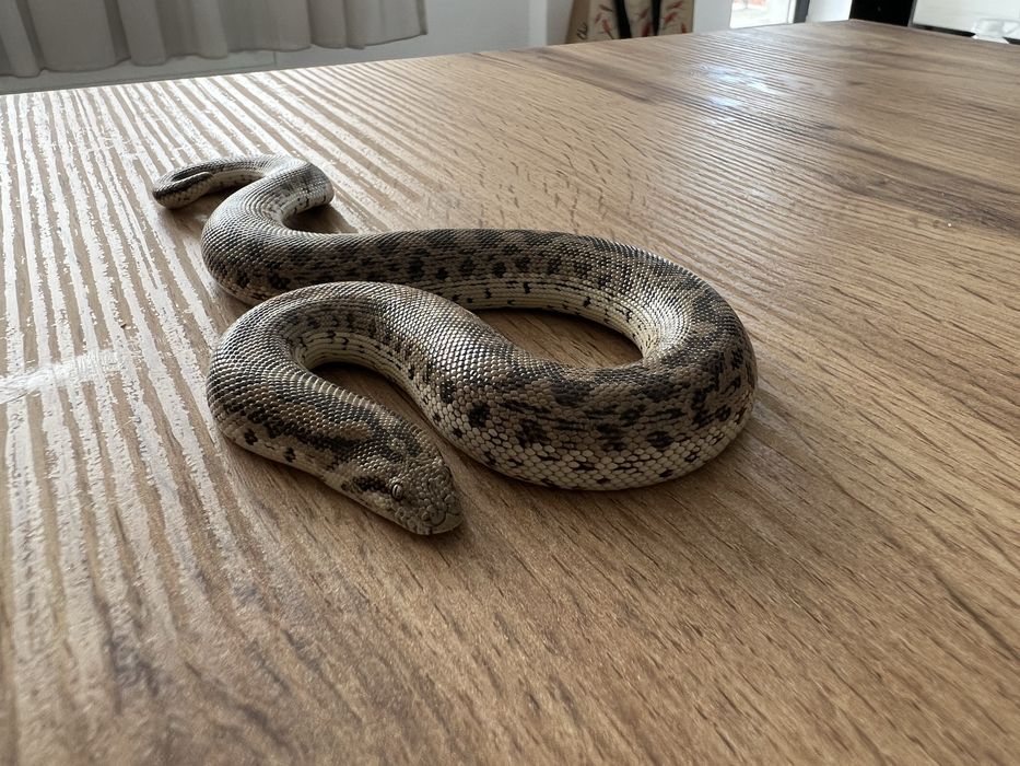 Sarpe sadboa/ boa de nisip