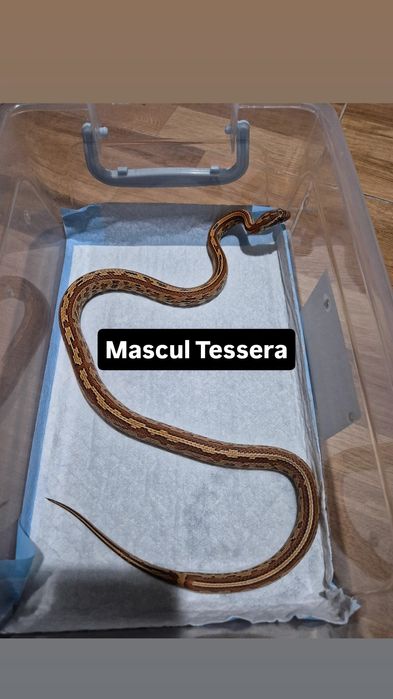 Serpi Corn Snake